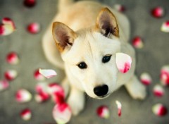 chien avec petale roses