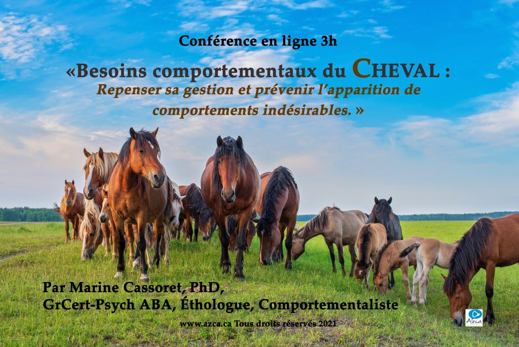Quels Sont Les Différents Types De Formations En Comportement Équin – GDYDW